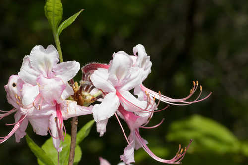 Rhododendron periclymenoides  #2